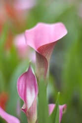 IMG_5428.jpg