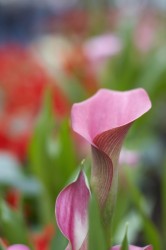 IMG_5429.jpg