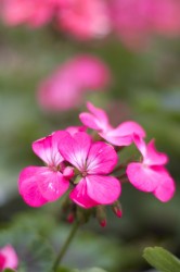 IMG_5438.jpg