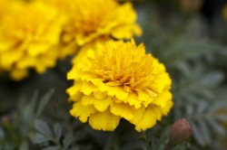 IMG_5460.jpg