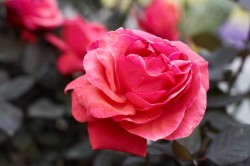 IMG_5510.jpg