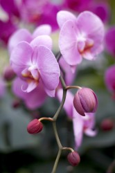 IMG_5511.jpg