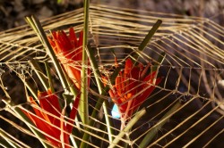 IMG_5617.jpg