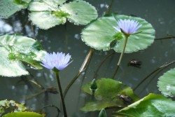 IMG_7522.JPG