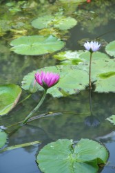 IMG_7528.JPG