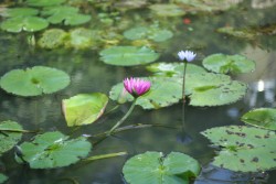 IMG_7534.JPG