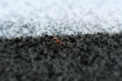 IMG_7562.JPG