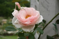 IMG_7575.JPG
