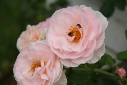 IMG_7579.JPG