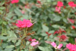 IMG_7587.JPG
