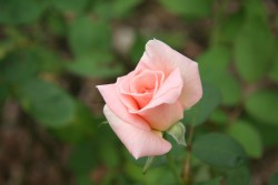 IMG_7590.JPG