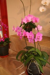 IMG_7641.JPG