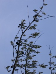 IMG_3358.JPG