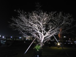 IMG_3379.JPG